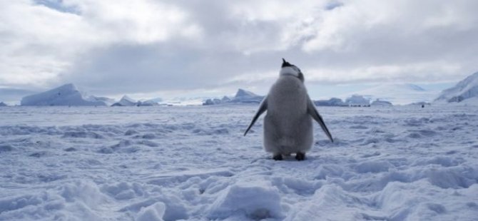 Antarktika suları dünyanın en geniş koruma alanı oldu