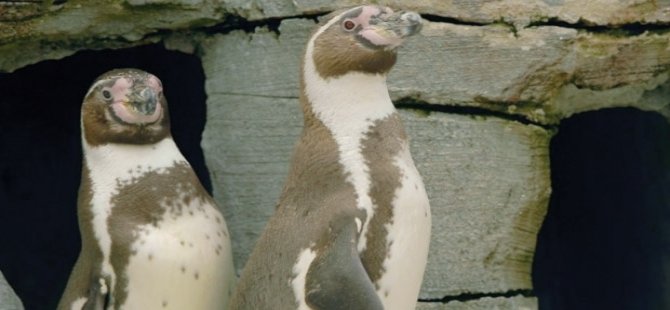 Eşcinsel penguenler, beraberliklerinin 10. yılını kutluyor