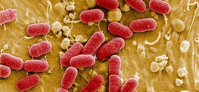Kendi türünü yiyen yırtıcı bakteri 'canlı antibiyotik' oldu