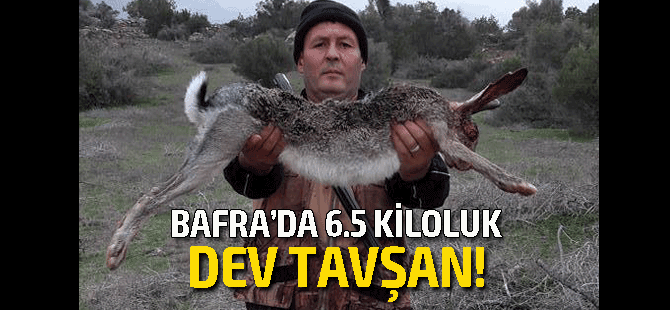 Bafra'da dev tavşan!