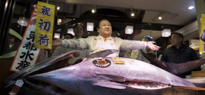 Dev ton balığı açık artırmada 614 bin dolara satıldı