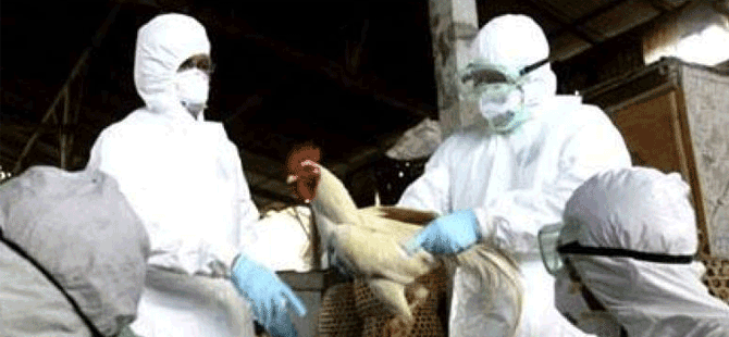 Kızarmış ördek satan kişi, H7N9 virüsü nedeniyle yaşamını yitirdi