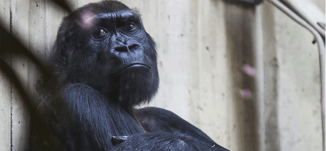 Dünyanın en yaşlı dişi gorili Colo, 60 yaşında öldü...