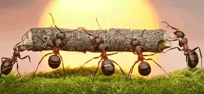Karıncalar yön bulmak için güneşin konumunu ve görsel verileri kullanıyor