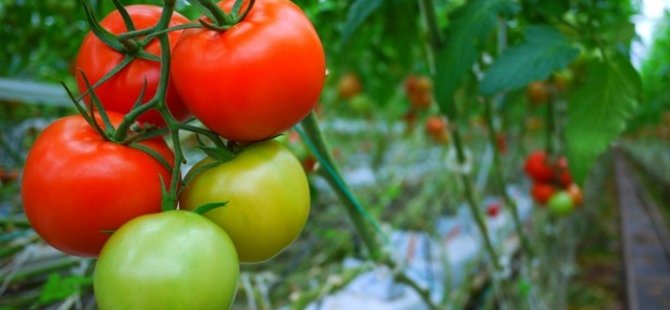 Rus çiftçiler domates yasağının kalkmasını istemiyor