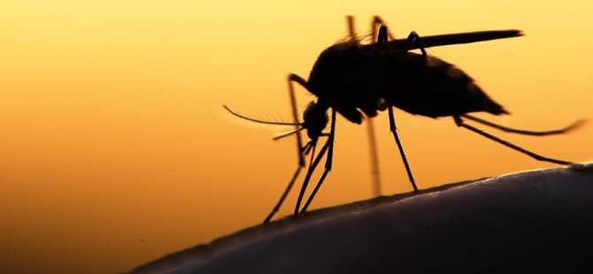 Sivrisinekten bulaşıyor, dünyanın yarısını tehdit ediyor
