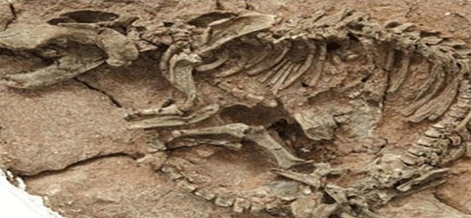 Çin’de 66 milyon yıllık timsah fosili bulundu