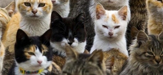 Çin'de yüzlerce kedi yemek olmaktan son anda kurtarıldı