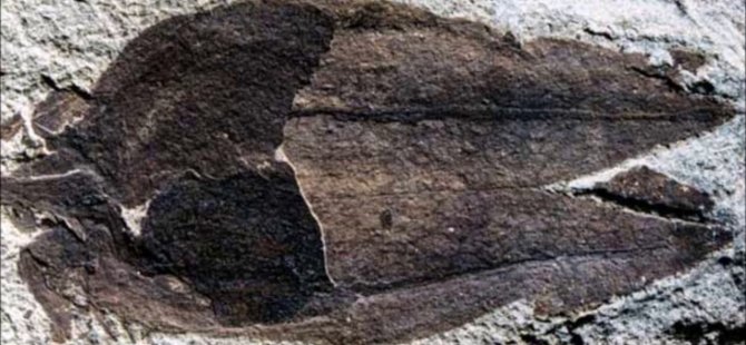 Endonezya’da 700 bin yıllık fil fosili bulundu