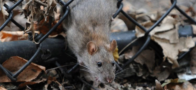 New York'ta farelerle 32 milyon dolarlık mücadele