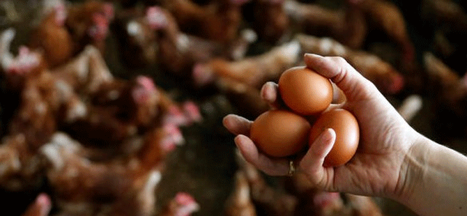 Avrupa'da böcek ilaçlı yumurta skandalı