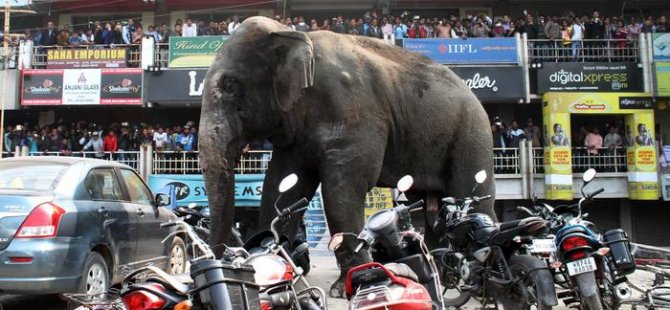 Hindistan'da 15 kişiyi öldüren fil vurulabilir