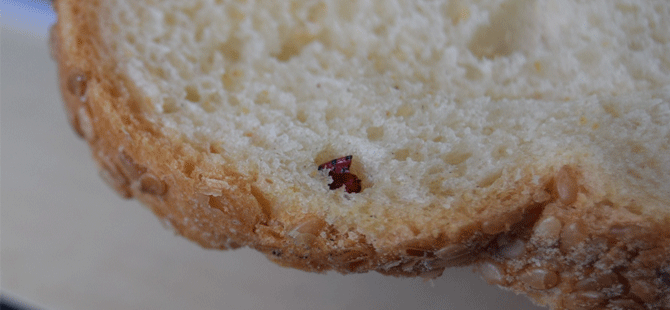 Ekmeğinden böcek çıkan firmanın faaliyeti durduruldu