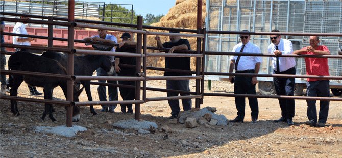 Kıbrıs'ın Hür Eşekleri kafeslere kapatılıyor