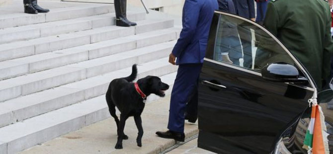Elysee Sarayı'nın ilk Başkanlık köpeği: Nemo