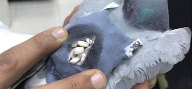 Arjantin polisi 'uyuşturucu kaçakçısı' güvercini vurdu