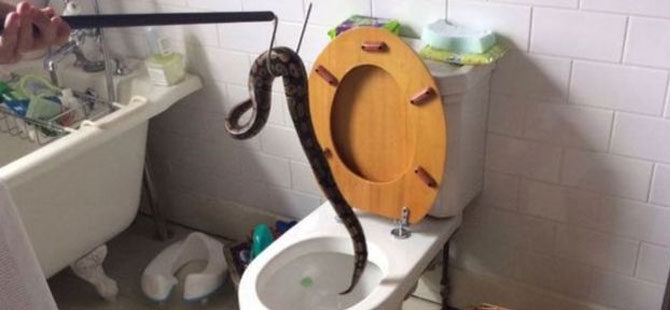 Evin tuvaletinden yılan çıktı