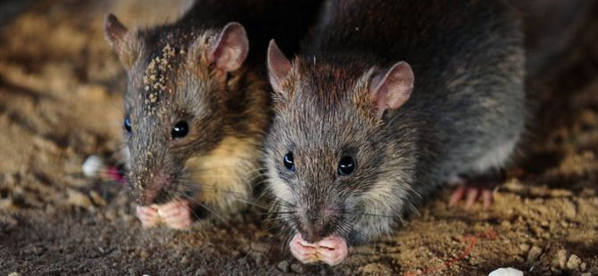 Sıçanlar 14 yaşındaki felçli çocuğun parmaklarını yedi
