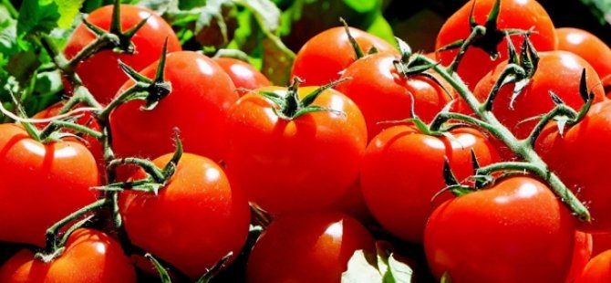 Her gün domates yemenin 6 faydası