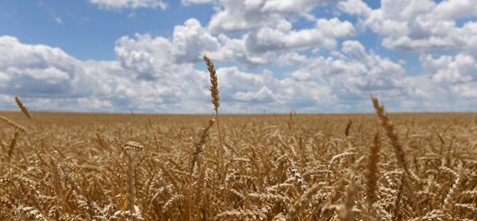 Türkiye, yurt dışından 150 bin ton buğday alımı için ihale açtı