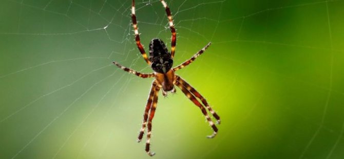 "Yılan ve örümcek korkusu evrim kökenli"