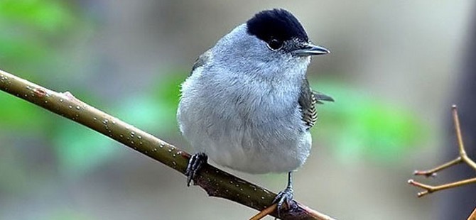 Pulya Festivali’nde yarın akşam “Bir Aytotoro Hikâyesi” sahnelenecek