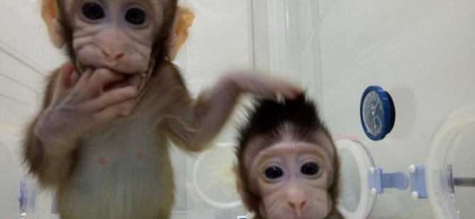 Çin'de ilk kez iki maymun klonlandı