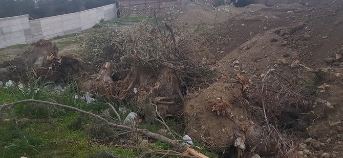 Girne'de ağaç katliamı