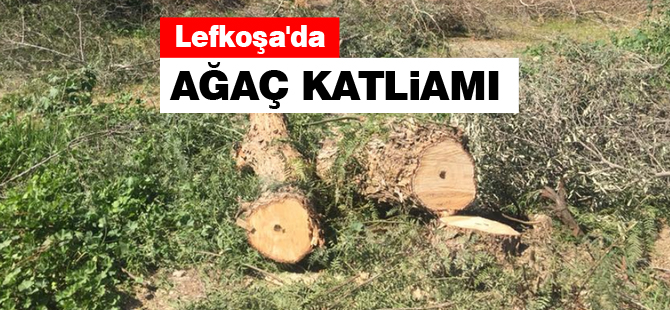 Lefkoşa'da ağaç katliamı