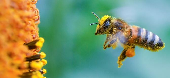 AB'den arılara zararlı üç böcek ilacına yasak
