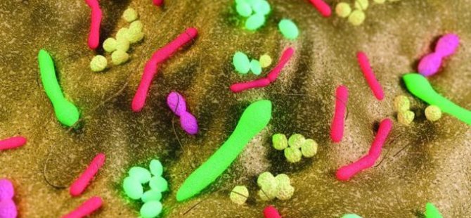 Vücudumuzun yarısı bakterilerden oluşuyor