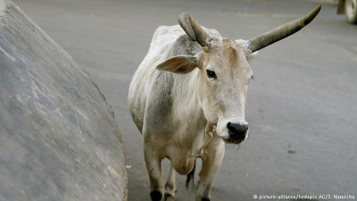 Hindistan'da inek kaçakçısı şüphelisine linç