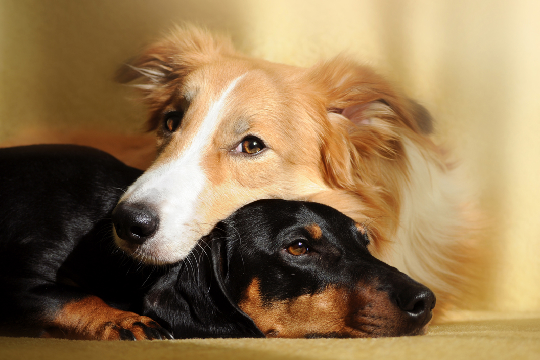 Uzmanlardan 'Saldırgan Köpekten Kaçmayın' Uyarısı