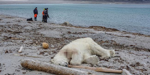 Kutup ayısını kendi yaşam alanında öldürdüler!