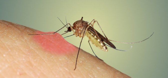Sivrisinek Isırığı HIV Bulaştırır Mı?