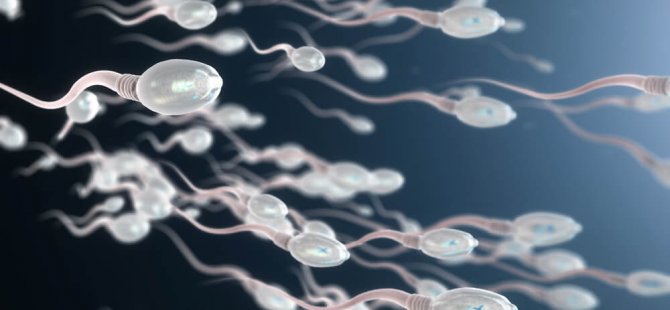 Avrupalı erkeklerin sperm kalitesi düşüyor, en vahim durumdaki ülke İsviçre