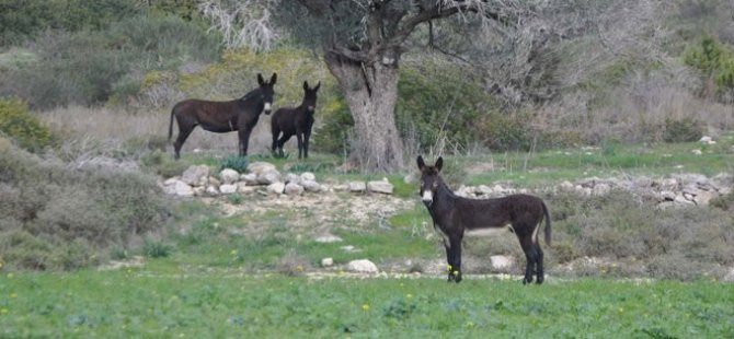 Dipkarpaz Çevre Koruma ve Sosyal Aktivite Derneği Başkanı Borak, Bölgedeki Eşeklerin İhtiyaçları İçin Köy Dışından Balya Getirilmesini Eleştirdi