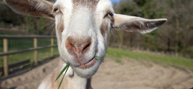 Keçiler, mutlu yüz ifadeli insanlara daha çok yakınlık duyuyor