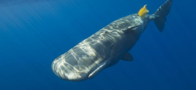 Deniz canlıları neden plastiği gıda sanıp yiyor?