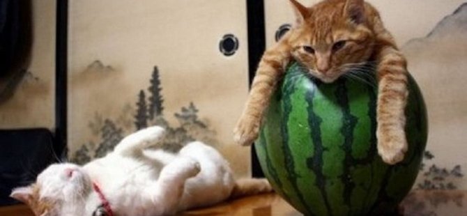 Patilerinde içecek kutusuyla ‘yerlerde sürünen sarhoş kedi’, sosyal medyada gündem oldu