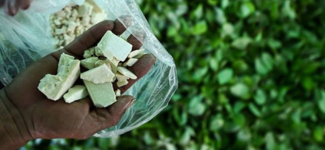 Kolombiya'da kokain üretimi 2017'de rekor kırdı