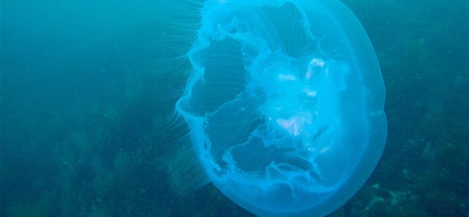 Yeni Zelanda'da kıyıya vurmuş dev denizanası bulundu