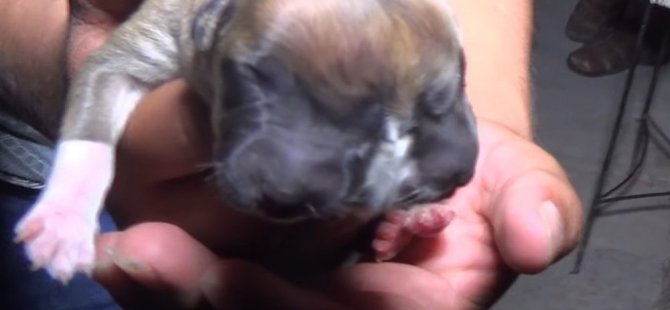 Peru'da çift başlı köpek doğdu (video)