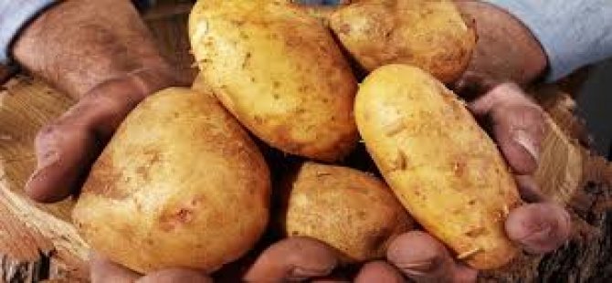 Güney Kıbrıs, Yunanistan, Ürdün ve Mısır’dan patates ithal etti