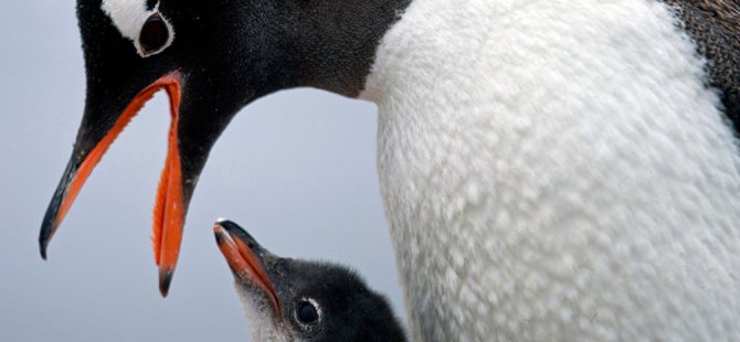 Eşcinsel penguen çift, terkedilmiş yavruyu sahiplendi