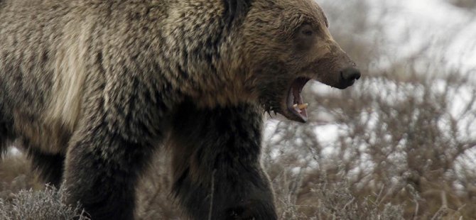 Karma is a bear: Öldürdüğü ayı üstüne düştü, yoğun bakıma alındı
