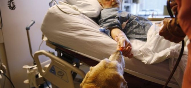 İtalya'da yoğun bakımdaki hastalara köpekli terapi