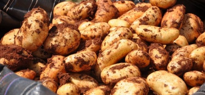 Patates cenneti KKTC’ye ithalat darbesi