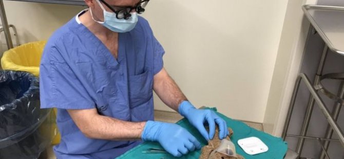 Cerrah, 8 yaşındaki hastasının oyuncak ayısını ameliyat etti