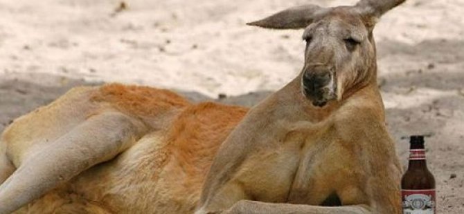 Avustralya'da bir aile yaklaşık 2 metre boyundaki kangurunun saldırısına uğradı